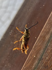 Acyphoderes aurulenta