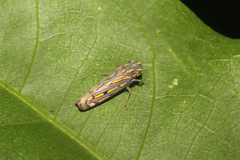 Apogonalia stalii