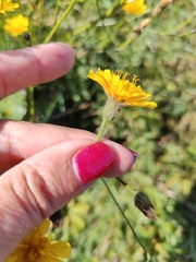 Scorzoneroides autumnalis