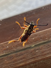 Acyphoderes aurulenta