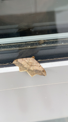 Psamatodes abydata