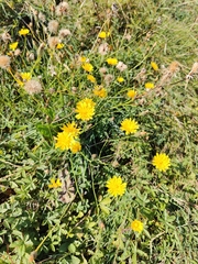 Scorzoneroides autumnalis