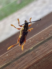 Acyphoderes aurulenta