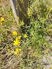 Scorzoneroides autumnalis