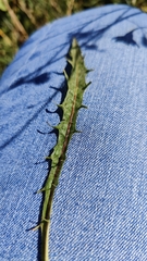 Scorzoneroides autumnalis