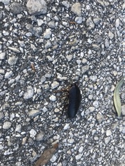 Blattoidae