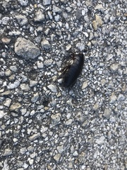 Blattoidae