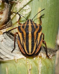 Graphosoma semipunctatum