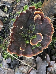 Stereum versicolor