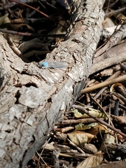 Argia apicalis