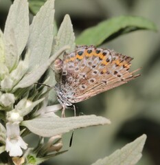 Plebejus argus