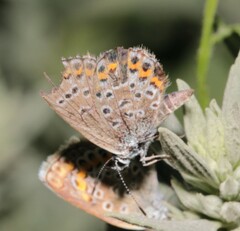 Plebejus argus