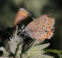 Plebejus argus