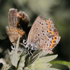 Plebejus argus