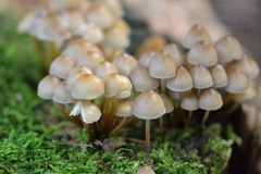 Mycena tintinnabulum
