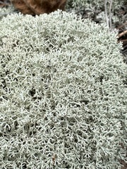 Cladonia arbuscula mitis