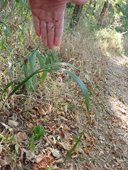 Chasmanthium sessiliflorum
