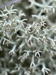 Cladonia arbuscula mitis