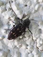 Melanophila consputa