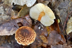 Lepiota castanea