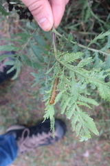 Dypterygia scabriuscula