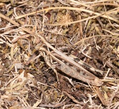 Dociostaurus brevicollis