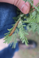 Dypterygia scabriuscula