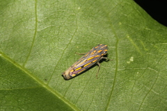 Apogonalia stalii