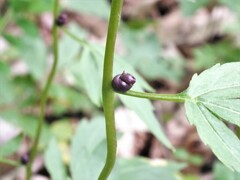 Cardamine bulbifera