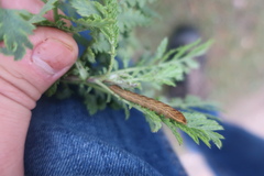 Dypterygia scabriuscula