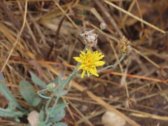 Reichardia picroides