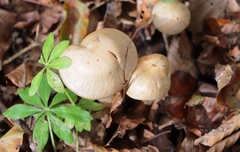 Pholiota lenta