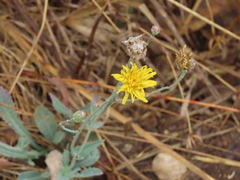 Reichardia picroides