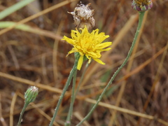Reichardia picroides