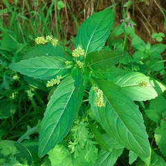 Mercurialis annua