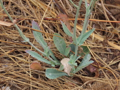 Reichardia picroides