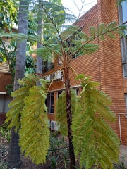 Cyathea cunninghamii