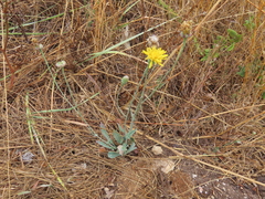 Reichardia picroides