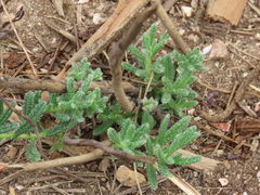 Ajuga iva