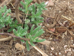 Ajuga iva