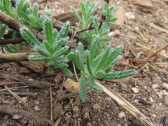 Ajuga iva