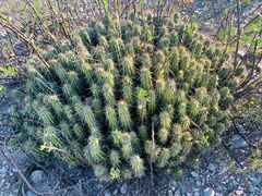 Echinocereus enneacanthus carnosus