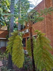 Cyathea cunninghamii
