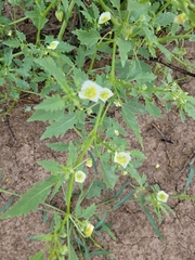 Physalis acutifolia