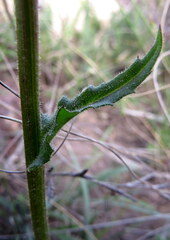 Senecio erubescens