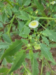 Physalis acutifolia