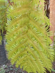 Cyathea cunninghamii