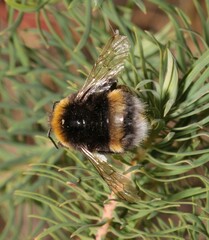 Bombus