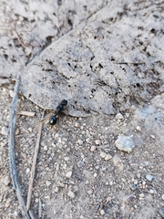 Messor aciculatus