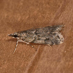 Eudonia heterosalis